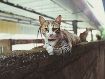 Portrait of cat relaxing on ceiling