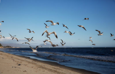 Seagulls flying over beach against sky