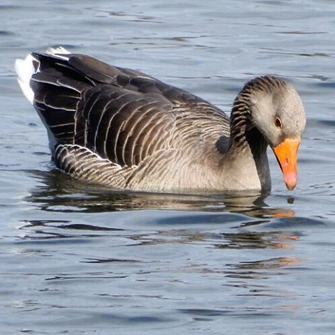 Hartsholmepark