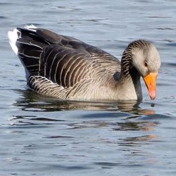 Bird swimming in lake