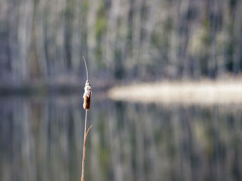 Close-up of wilted plant on field by lake