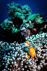 Close-up of fish in sea