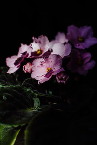 Close-up of pink flowering plant against black background