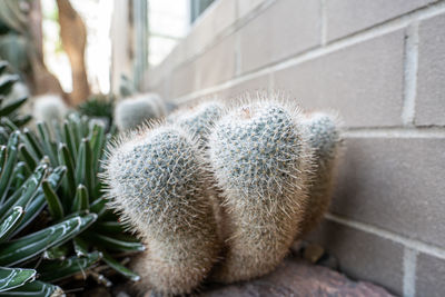 Close-up of succulent plant on field