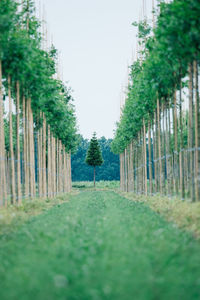 Trees on field against clear sky