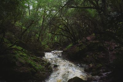 Trees in forest