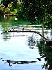 Birds in lake