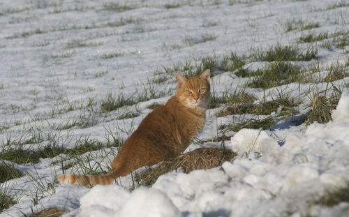 Cat lying on snow covered land