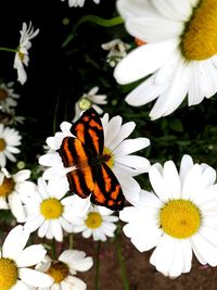 Close-up of butterfly pollinating on white flower