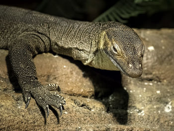 Close-up of plant against blurred background
