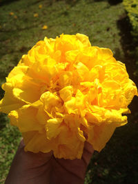 Close-up of cropped hand holding yellow flower
