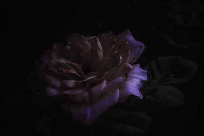 Close-up of purple rose over black background