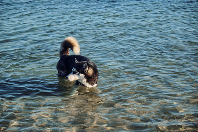 High angle view of duck swimming in lake