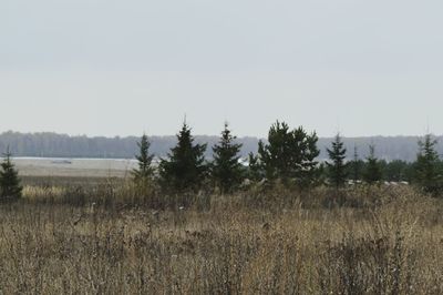 Scenic view of field against clear sky