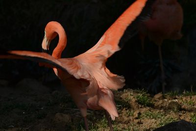 Close-up of a bird flying