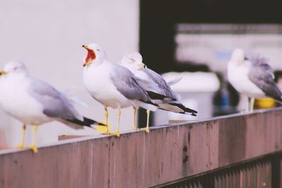 Seagulls on railing
