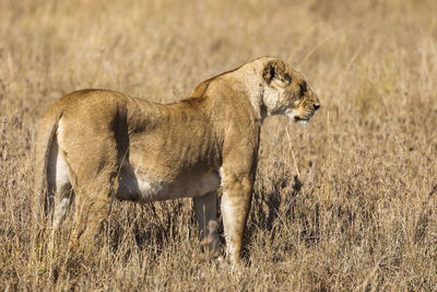 Side view of a cat on field