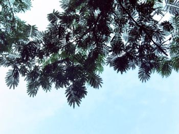 Low angle view of trees against sky