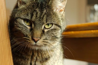 Close-up portrait of cat