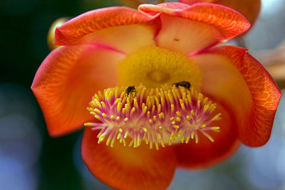 Close-up of yellow flower blooming outdoors