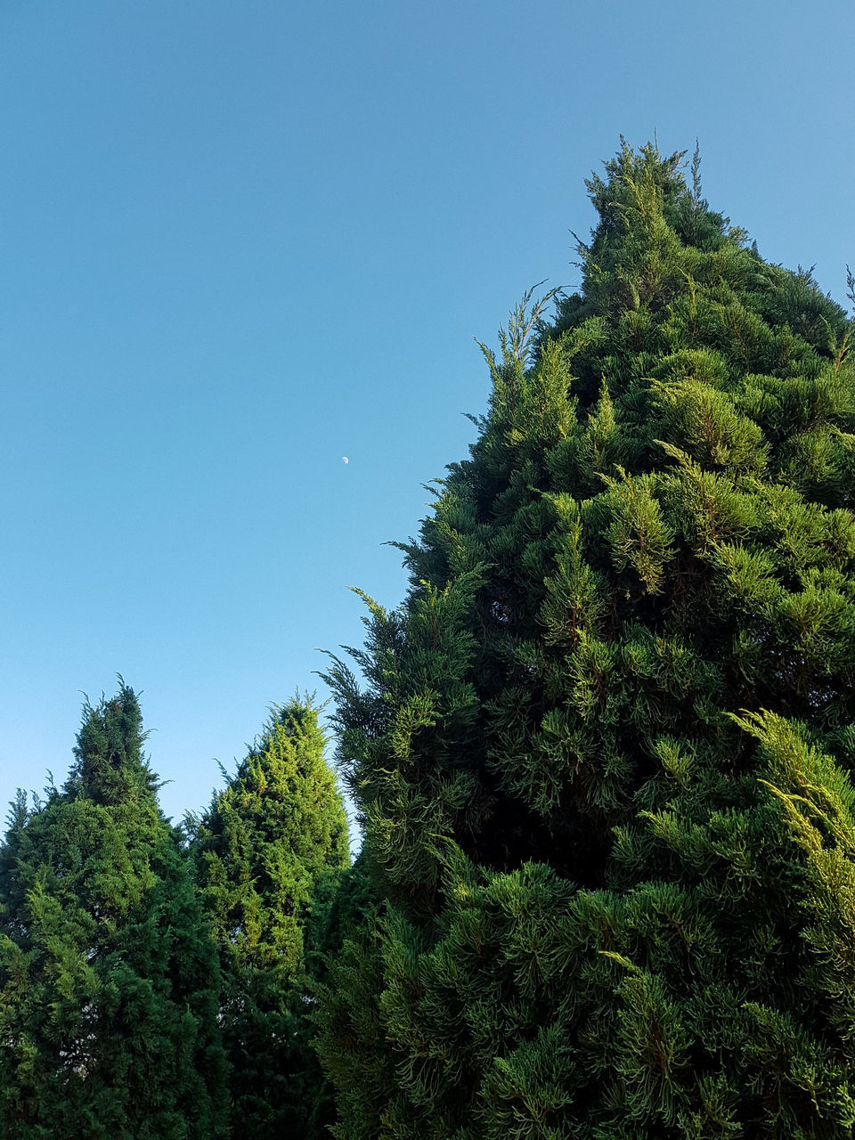 LOW ANGLE VIEW OF TREES AGAINST BLUE SKY