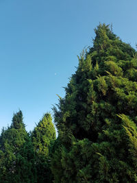 Low angle view of tree against clear blue sky