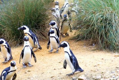 High angle view of penguins on grass