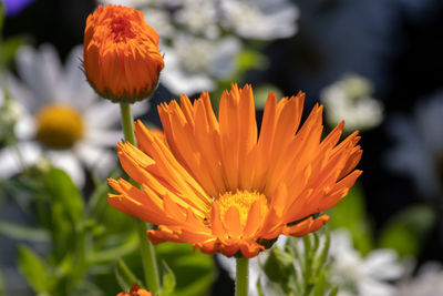 Close-up of orange flower