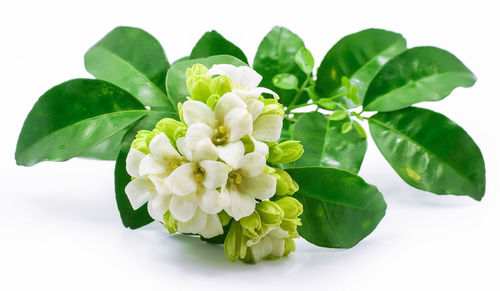 Close-up of green plant against white background