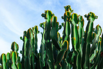Succulent desert cactus plants. cactus growing on the sandy land