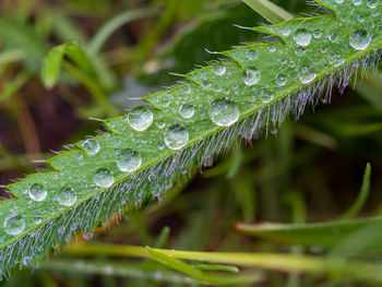 Close-up of raindrops on leaves