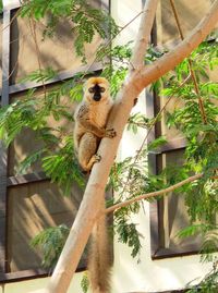 Low angle view of monkey sitting on tree