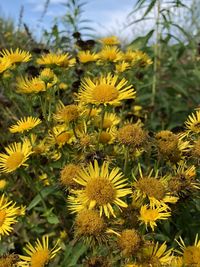 Close-up of yellow flowering plants on field