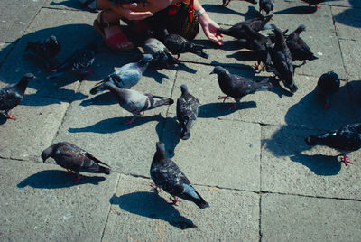 Low section of woman feeding pigeons on walkway