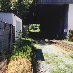 Plants growing in front of building