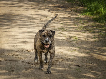 Portrait of dog running on ground