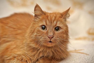 Close-up portrait of a cat