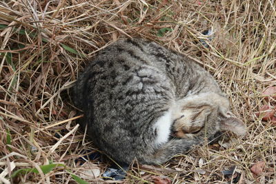 High angle view of cat sleeping on field