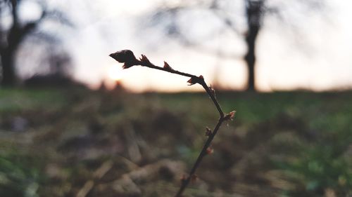 Close-up of plant