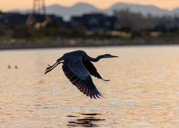 Bird flying over lake