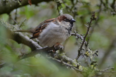 Close-up of bird perching on tree