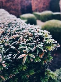 Close-up of plants