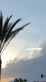 Low angle view of palm trees against sky