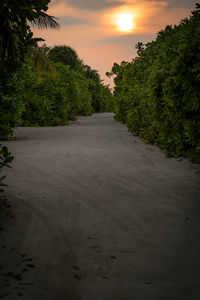 Footpath amidst trees against sky during sunset