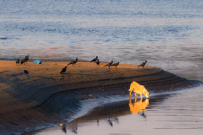 Birds in a lake