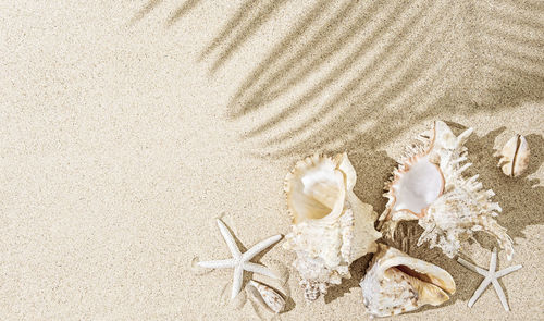 White sea shells and star fish on sand with palm tree shadows. tropical background, summer concept
