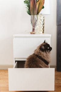 Close-up of cat on table at home