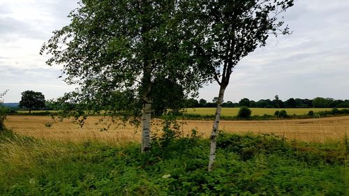 Scenic view of field against sky