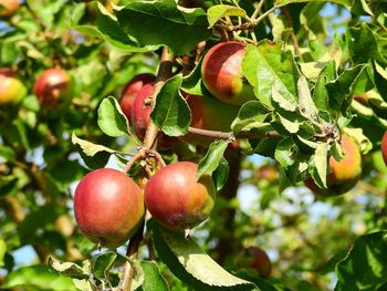 Close-up of apples on tree