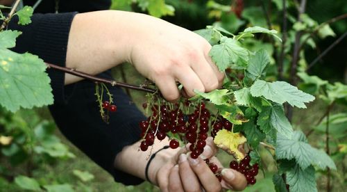 Cropped image of hand holding plant